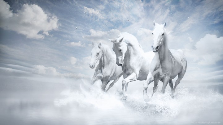 Beautiful Three White Horses Running Into Water