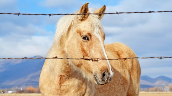 A Beautiful Golden Horse Behind The Fence Wires