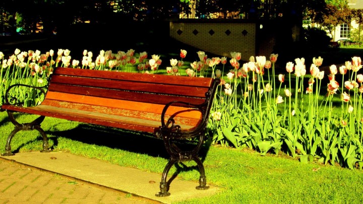 Beatiful Tulips Flower Behind The Bench