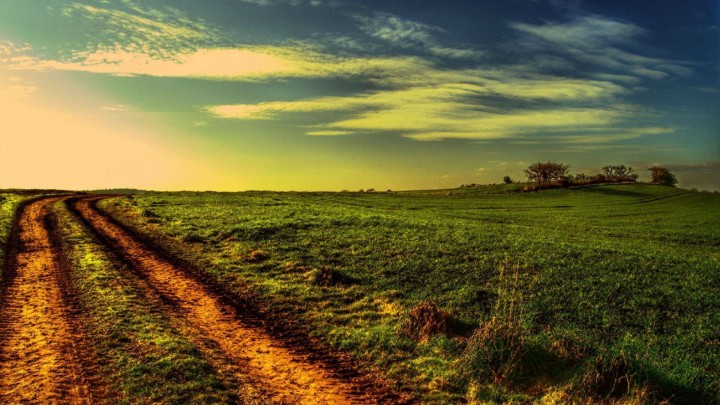 Car Tracks Through The Grassy Field