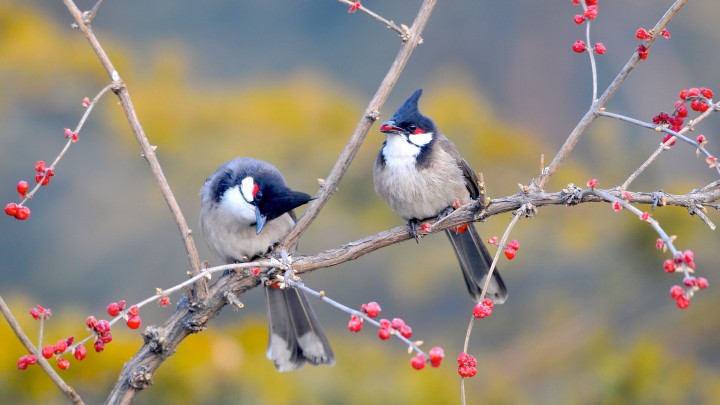 Red-whiskered Bulbul Bird Sittin On A Tree Branch